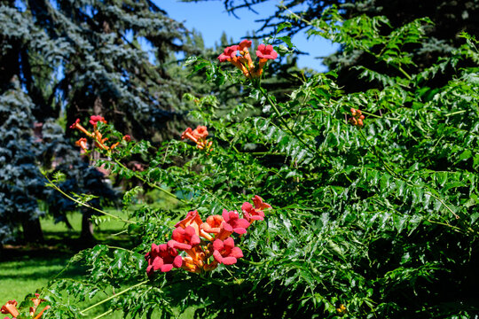 Many vivid orange red flowers and green leaves of Campsis radicans plant, commonly known as the trumpet vine or creeper, cow itch or hummingbird vine, in a garden in a sunny summer day.
