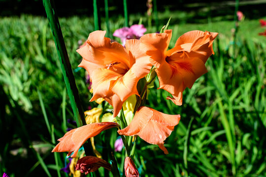 Close up of many delicate vivid orange Gladiolus flowers in full bloom in a garden in a sunny summer day.