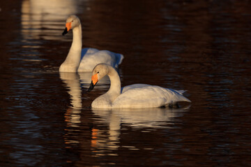 A whooper swan standing on the surface of the water illuminated by the setting sun
