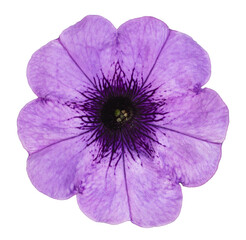 petunia flower isolated