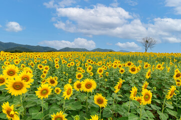 Obraz premium Beautiful sunflower flower blooming in sunflowers field with white cloudy and blue sky.