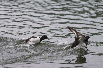 Tufted duck swimming in lake