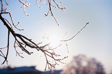 Winter landscape. Trees and plants covered with snow. The beauty of snow covered paths. Snowfall and cooling in tourist areas.