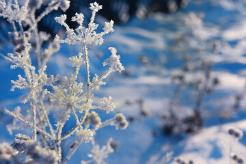 Winter landscape. Trees and plants covered with snow. The beauty of snow covered paths. Snowfall and cooling in tourist areas.