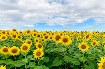 Beautiful sunflower flower blooming in sunflowers field