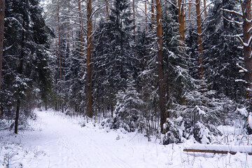 Fototapeta premium The forest is covered with snow. Frost and snowfall in the park. Winter snowy frosty landscape.