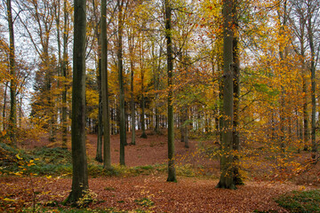 Beech trees autumnal forest