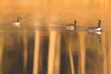 Group of Canada Geese and its reflection on water during the autumn