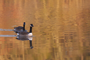 Group of Canada Geese and its reflection on water during the autumn