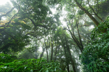 Obraz premium Beautiful rain forest or montain forest at ang ka nature trail in doi inthanon
