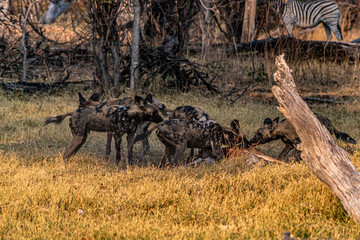 African wild dog pack after kill Moremi reserve botswana