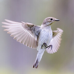 European pied flycatcher