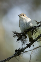 European pied flycatcher
