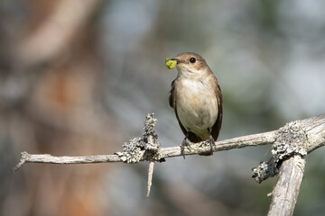 European pied flycatcher
