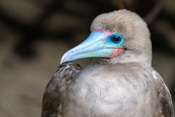 Portrait of a red-footed booby (sula sula), known for its colourful beak and red feet. Located on the island of Isla Genovesa in the Galapagos archipelago, Ecuador.