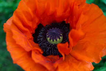 Mohn