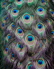 Obraz premium Peacock feather.