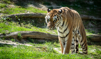 Siberian tiger (Panthera tigris tigris) getting up