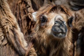 Bactrian camel (Camelus bactrianus) close-up