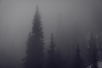 mountain high pines in the fog