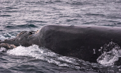 Fototapeta premium Austral Whale head at Valdes Peninsula, Argentina