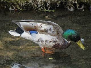mallard wild duck scient. name Anas platyrhynchos bird animal