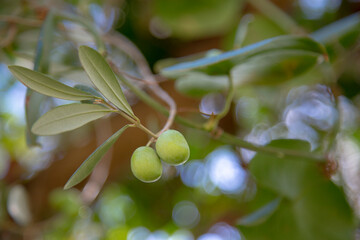 Olive fruit in her tree with bokeh art