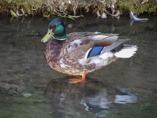 mallard wild duck scient. name Anas platyrhynchos bird animal
