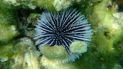 Violet sea urchin (Sphaerechinus granularis) undersea, Aegean Sea, Greece, Thasos island