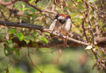 African house sparrow perched on a tree branch