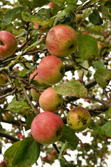 Apples on the tree