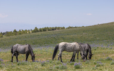 Fototapeta premium Wild Horses in the Pryor Mountains Montana in Summer