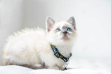 light colored cat with blue eyes