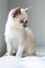 light colored cat with blue eyes