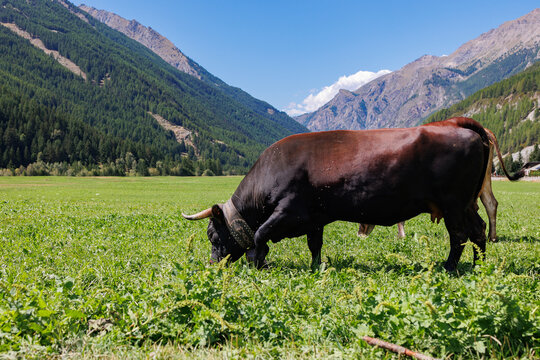 Black Bull Grazing on an Huge Green Meadow with Mountains in the Background