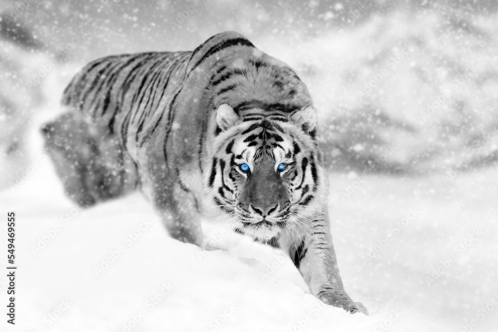 Wall mural Close beautiful wild siberian tiger on snow