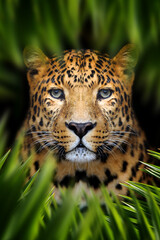 Leopard lurking in the leaves in the jungle