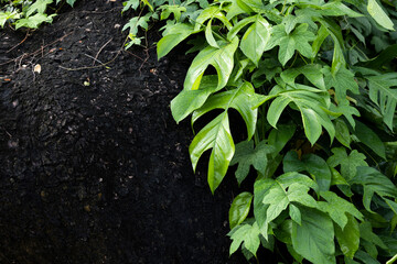 Philodendron plant grow in rain forest