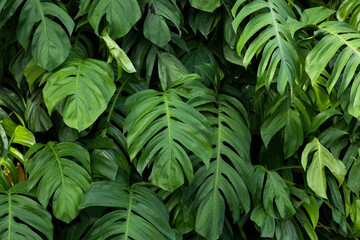 Philodendron plant grow in rain forest