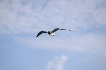 Large white seagull flies in blue sky with clouds, freedom in wild. Copy space. Selective focus.