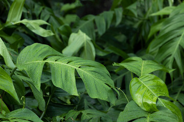 Philodendron plant grow in rain forest