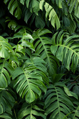 Philodendron plant grow in rain forest