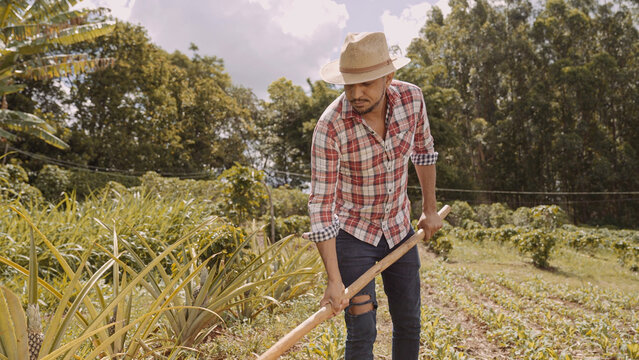 Portrait of young man in the casual shirt using his hoe in the farm. Farm tool. Latin man.