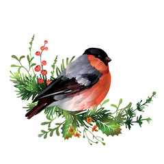 Spruce branch with bullfinch bird, red berries and mistletoe leaves. Christmas element.