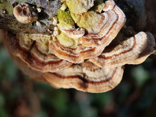 macro bracket fungus tree autumn