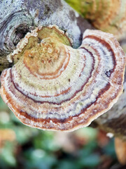 macro bracket fungus tree autumn