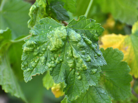 Red currant leaves damaged by aphids (Cryptomyzus ribis)