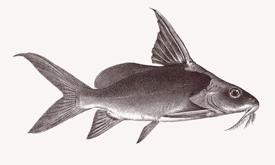 Red tailed synodontis synodontis clarias, tropical freshwater fish in side view