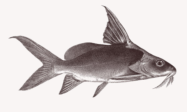 recommend clip art: Red tailed synodontis synodontis clarias, tropical freshwater fish in side view