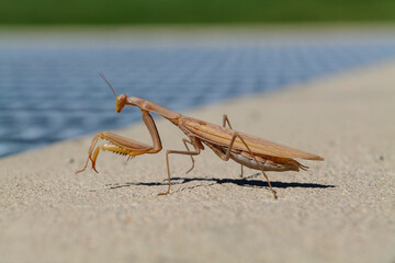 Close-up of a mantis on a concrete surface in a city. High-quality photo